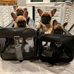 French Bulldog Puppies from GavFam Frenchies