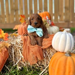 Apple's Light Blue Boy - Red  male Goldendoodle puppy in Kountze, Texas from Texas Doodles LLC