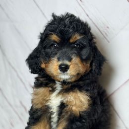 Mini Bernedoodle Male 1 - Tri-color male Bernedoodle puppy in Belgreen, Alabama from Scott’s Farm Poodles and Doodles