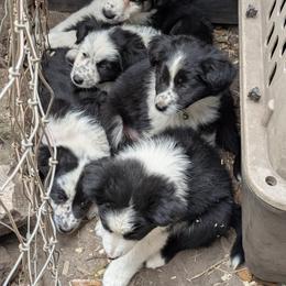 Australian Shepherd and Great Dane Puppies from AEW Farm
