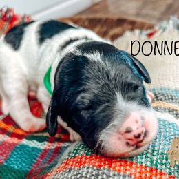 Labradoodle and Poodle Puppies from Lake City Poodles & Doodles