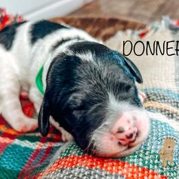 Labradoodle and Poodle Puppies from Lake City Poodles & Doodles