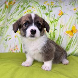 LORETTA - Sable female Pembroke Welsh Corgi puppy in Ritzville, Washington from Sapphire Iris Corgis