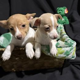 Rat Terrier Puppies from CaliRats Rat Terriers