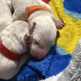 Tigger - White and black male Dalmatian puppy in Hastings, Florida from Love My Spotty Dalmatians