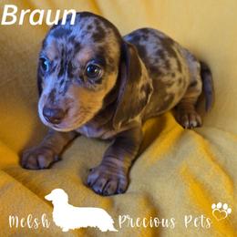 Braun - Dapple male Dachshund puppy in Anamosa, Iowa from Melsh Precious Pets