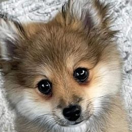 Pomeranian Puppies from KB Pom Pups