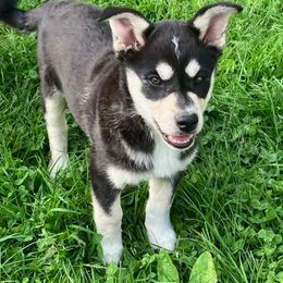 Red Girl ( Brie ) - Black and tan female Lapponian Herder puppy in Hunt, New York from Onnellinen Kennels Lapponian Herders