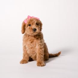 Brie - Cream female Goldendoodle puppy in Payson, Utah from Country Sky Doodles