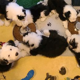 Old English Sheepdogs from Cheshire Old English Sheepdogs