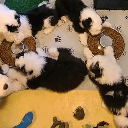 Old English Sheepdogs from Cheshire Old English Sheepdogs