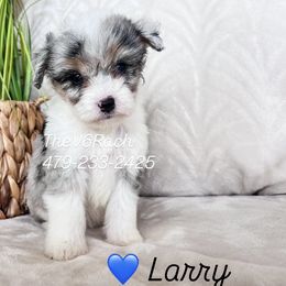 Boy 4 - male Aussiedoodle puppy in Sulphur Bluff, Texas from V6 Ranch Dogs