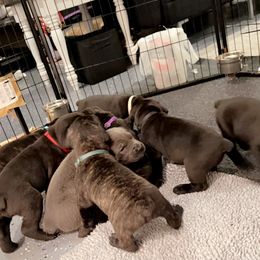 Cane Corso Puppies from Rock Creek Cane Corso