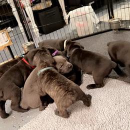 Cane Corso Puppies from Rock Creek Cane Corso