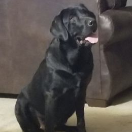 Gemma - Labrador Retriever