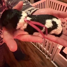 Baby - Parti female Poodle puppy in Washington, Pennsylvania from Patriotic Poodles