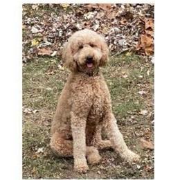 Riley - Poodle