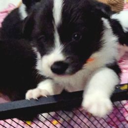 Girl 1 - Black and white female Border Collie puppy in Live Oak, Florida from K&R RANCH KENNELS