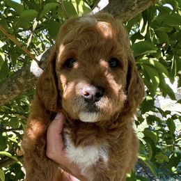 Goldendoodle Puppies from CorduroyDoodles