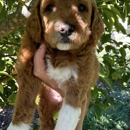 Goldendoodle Puppies from CorduroyDoodles