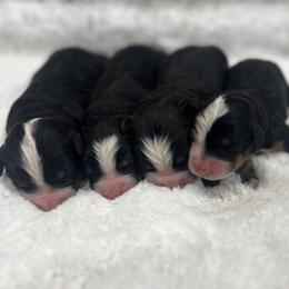 Female 4 - Black rust and white female Bernese Mountain Dog puppy in Flat Rock, Illinois from Corner Stone Bernese Mountain Dogs