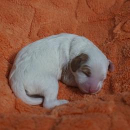 Snow - Chalk female Australian Labradoodle puppy in Fontana, California from Glory Labradoodle’s
