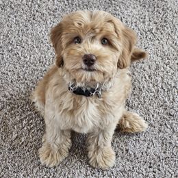 Australian Labradoodle Puppies from Sun Canyon Australian Labradoodles