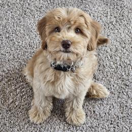 Australian Labradoodle Puppies from Sun Canyon Australian Labradoodles
