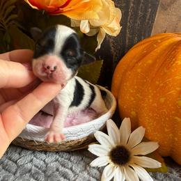 Jewel - Parti female Yorkshire Terrier puppy in Howe, Oklahoma from Ray Holder