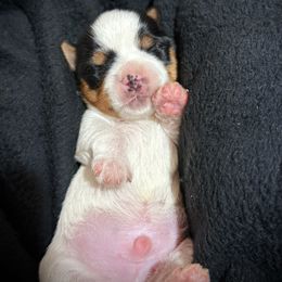 Boy 1 - Parti male Yorkshire Terrier puppy in Summit, South Carolina from Southern Pine Labradors