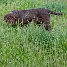 Pudelpointers from Lone Pine Pudelpointers