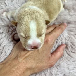 Pomeranian, Pomsky, and Toy Australian Shepherd Puppies from Blessed Little Paws