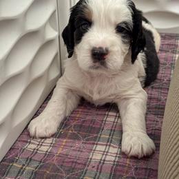 English Springer Spaniel Puppies from Butterfield Trail Farm