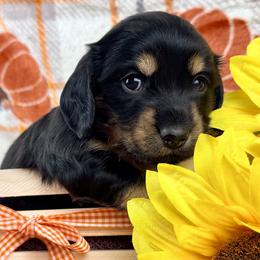 Nova, formerly Elsie 2800 - Black and tan female Dachshund puppy in Hendersonville, North Carolina from Snarky Doxy Miniature Dachshunds