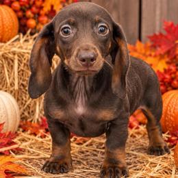Wyatt - Chocolate and tan male Dachshund puppy in Industry, Illinois from KDKs Kennels