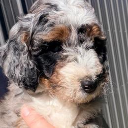 Paisley (4,800) - Merle female Bernedoodle puppy in Grandview, Texas from Big Sky Bernedoodles