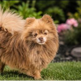 Rowyn - Pomeranian