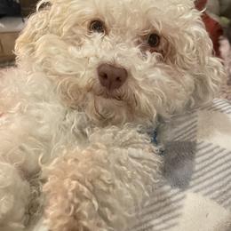 George - Havanese