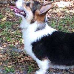 Pembroke Welsh Corgis from Carwyn of Wales