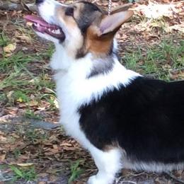 Pembroke Welsh Corgis from Carwyn of Wales