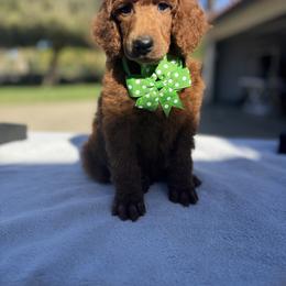 Light green - Red  male Poodle puppy in Riverside, California from Riverside red poodles