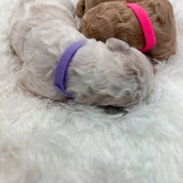 Poodle Puppies from Woofadoodles