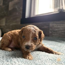Rose - Red female Cavapoo puppy in Osseo, Michigan from Smiths Fluffy butts