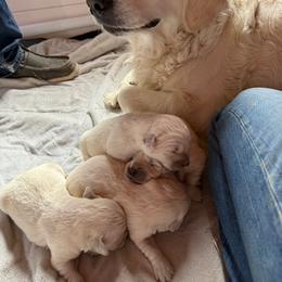 Hook - Light golden male Golden Retriever puppy in Colorado Springs, Colorado from Sharp Guardians and Goldens
