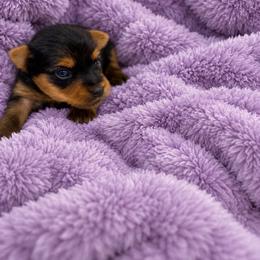 Miss Sion - Blue and gold female Yorkshire Terrier puppy in Queens, New York from The Dior Line