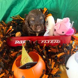 Octavia - Sable female Cockapoo puppy in Holton, Indiana from MoonShine Babies / OZ