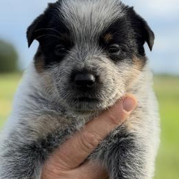 Logan - Blue male Australian Cattle Dog puppy in Devalls Bluff, Arkansas from Coolhand's Australian Cattle Dogs