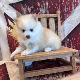 Kane - Lavender male Pomsky puppy in Bucyrus, Missouri from Hill Top Pomskies