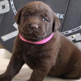 Labrador Retriever puppies from Camden's Caring Canines