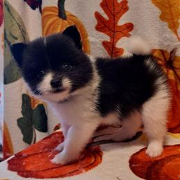 SPLASH 6 - Black parti male Pomeranian puppy in Lore City, Ohio from Tonia's Pomeranians